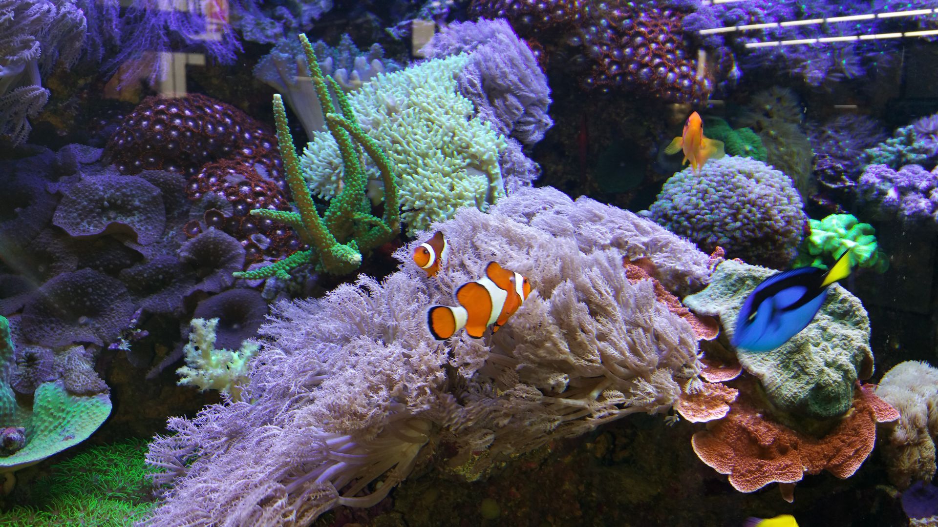 MeerwasserAquarium Aquarienbau Hamburg Hartkopp